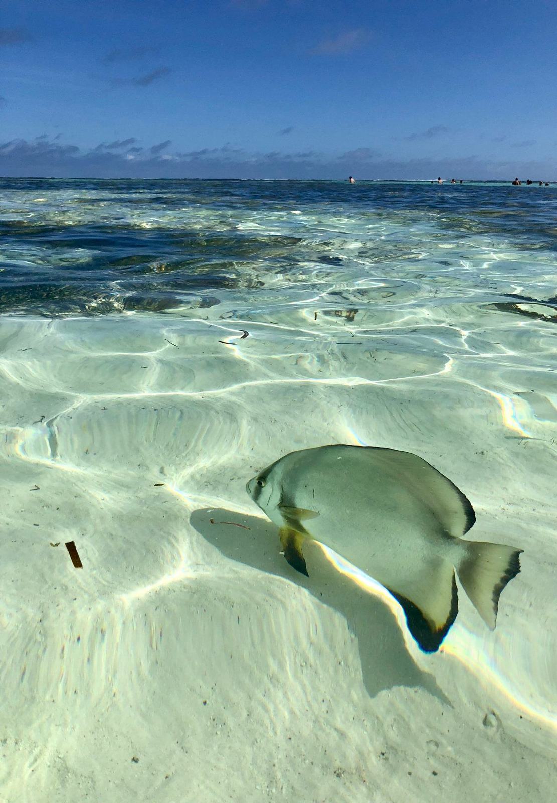 A batfish swimming over white sand in clear shallow water